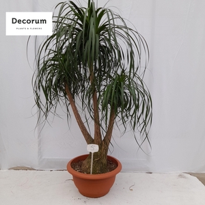 Beaucarnea vertakt op nummer 05