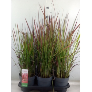 Imperata cylindrica 'Red Baron'