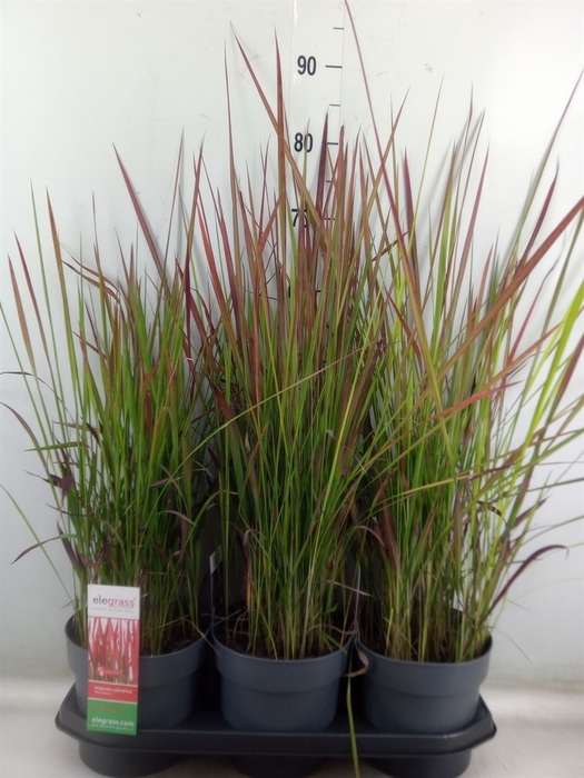 <h4>Imperata cylindrica 'Red Baron'</h4>