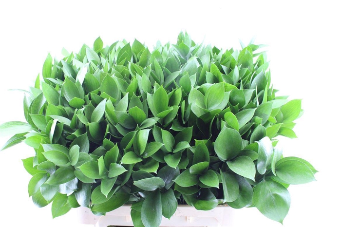 <h4>Ruscus Hypophyllum</h4>