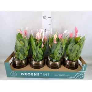 Anthurium andr. 'Lilli'