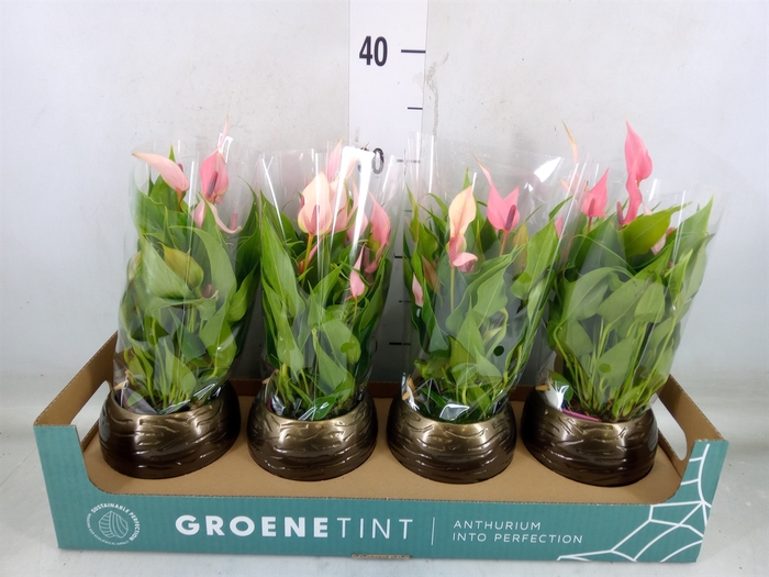 <h4>Anthurium andr. 'Lilli'</h4>