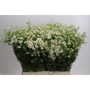 Tanacetum parthenium Cameron