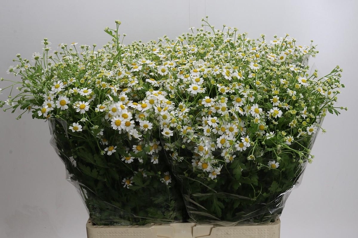 <h4>Tanacetum parthenium Cameron</h4>