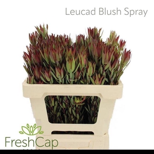LEUCAD SAL BLUSH