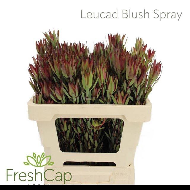 <h4>LEUCAD SAL BLUSH</h4>
