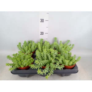 Sedum burrito