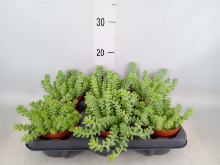 <h4>Sedum burrito</h4>