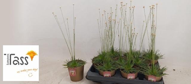 <h4>SYNGONANTHUS MIKADO</h4>