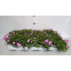 Phlox sub. 'MacDaniels Cushion'