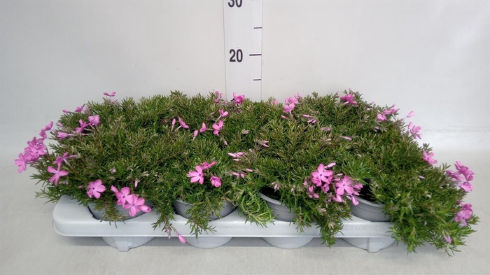 <h4>Phlox sub. 'MacDaniels Cushion'</h4>