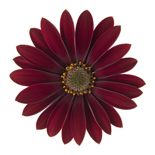 <h4>OSTEOSPERMUM ECKLONIS  P11</h4>