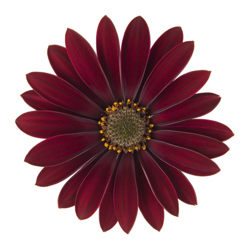 <h4>OSTEOSPERMUM ECKLONIS P11 DALINA DARK RED</h4>