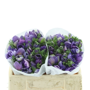 Anem Mistral Blue Extra