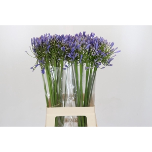 Agapanthus Blue Heaven