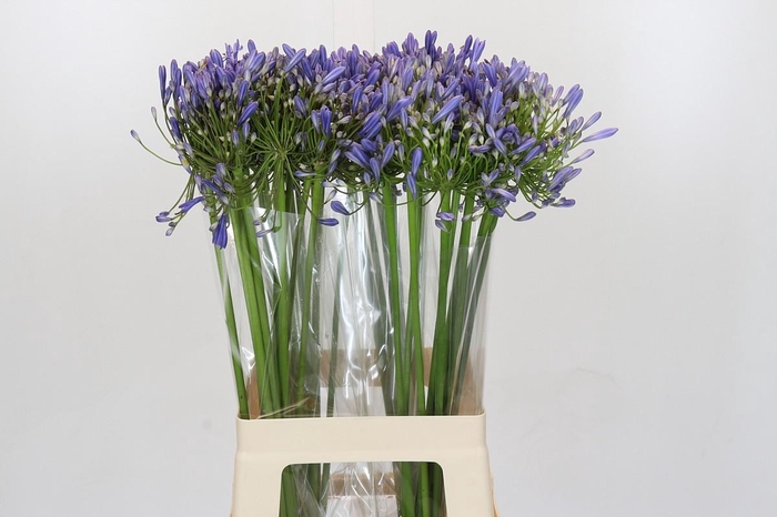 <h4>Agapanthus Blue Heaven</h4>