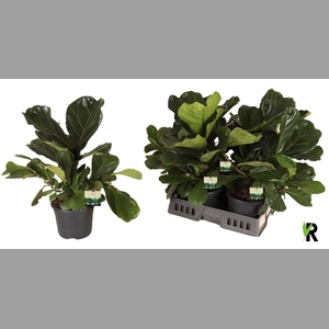 FICUS LYRATA