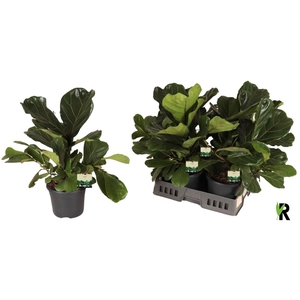 FICUS LYRATA