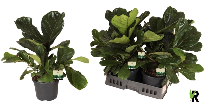<h4>FICUS LYRATA</h4>