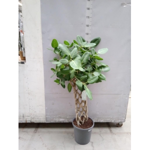 Ficus benghalensis 'Audrey'