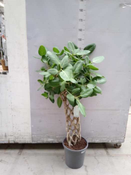 <h4>Ficus benghalensis 'Audrey'</h4>