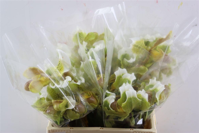 <h4>Paphiop Overig</h4>