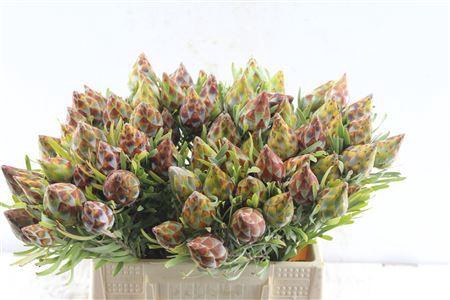 Kaaps Plumosum Spray