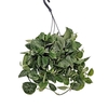 Scindapsus Silvery Ann Hangpot
