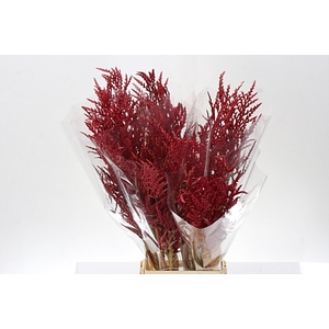 Bromelia Red Paloma