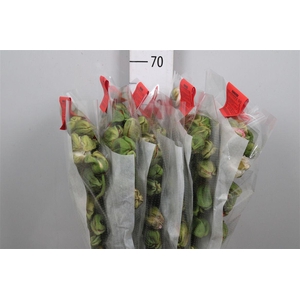 Papaver Mix Super Per Stem