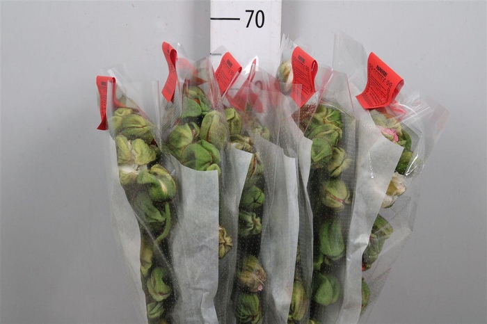 <h4>Papaver Mix Super Per Stem</h4>