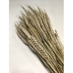 DRIED FLOWERS - GERST TAUPE 80GR