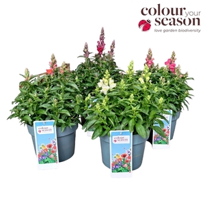 Antirrhinum Candy Tops P19