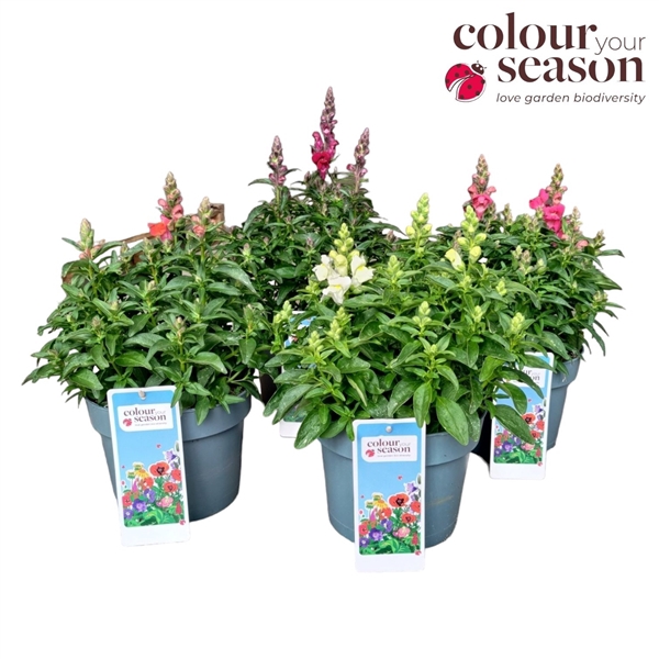 <h4>Antirrhinum Candy Tops P19</h4>