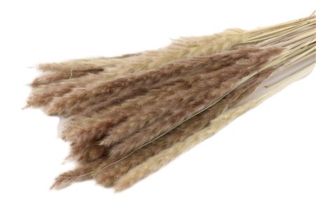 <h4>Bunch Fluffy Pampas Slv 70g L70</h4>