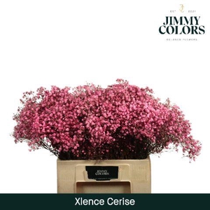 Gyps Xlence L60 Cerise