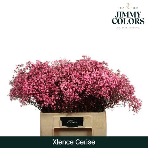 <h4>Gyps Xlence L60 Cerise</h4>