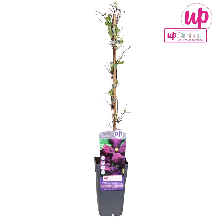 <h4>Clematis Viticella 'Etoile Violette' P15</h4>