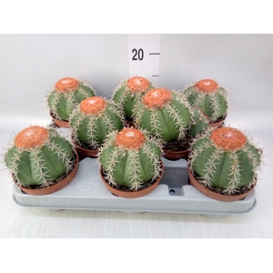 Melocactus matanzanus