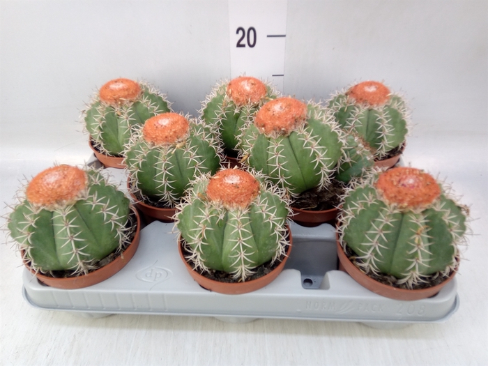 <h4>Melocactus matanzanus</h4>