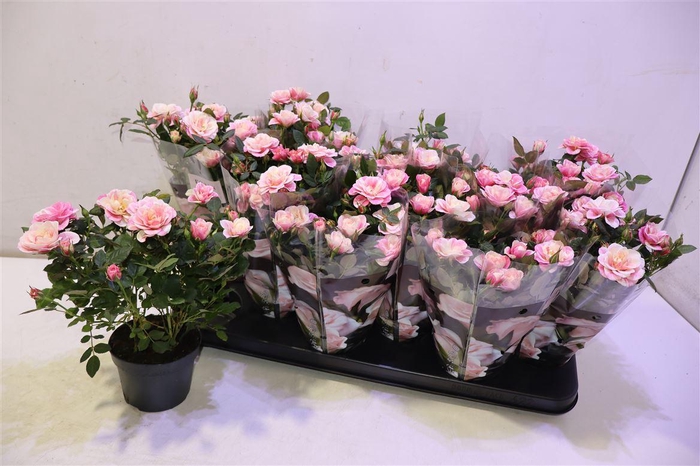 <h4>arr8 Ro Piia</h4>