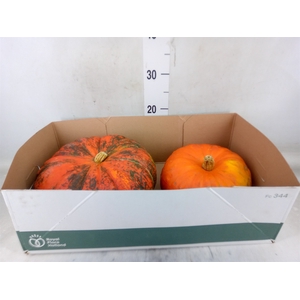 Cucurbita