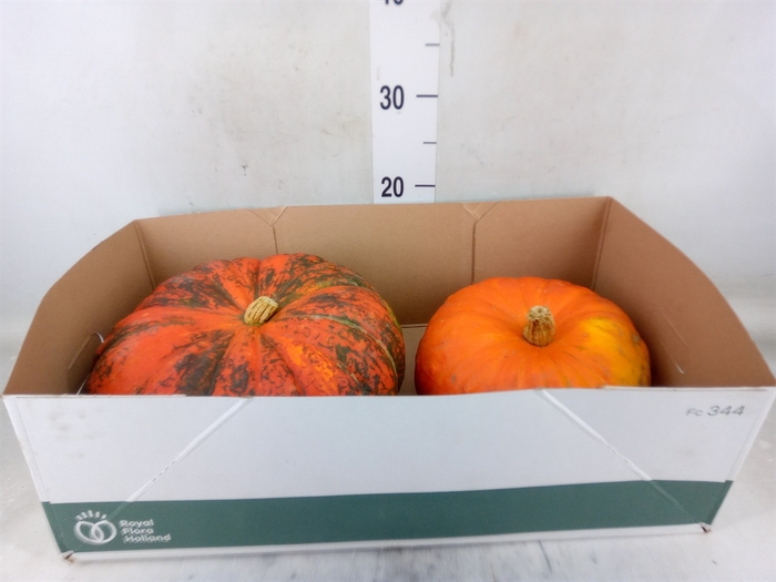 <h4>Cucurbita</h4>