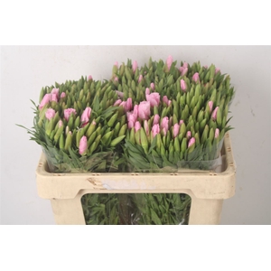 Clarkia Am Gr Pink