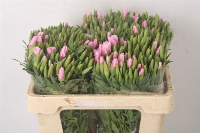 <h4>Clarkia Am Gr Pink</h4>