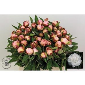 PAEONIA GARDENIA