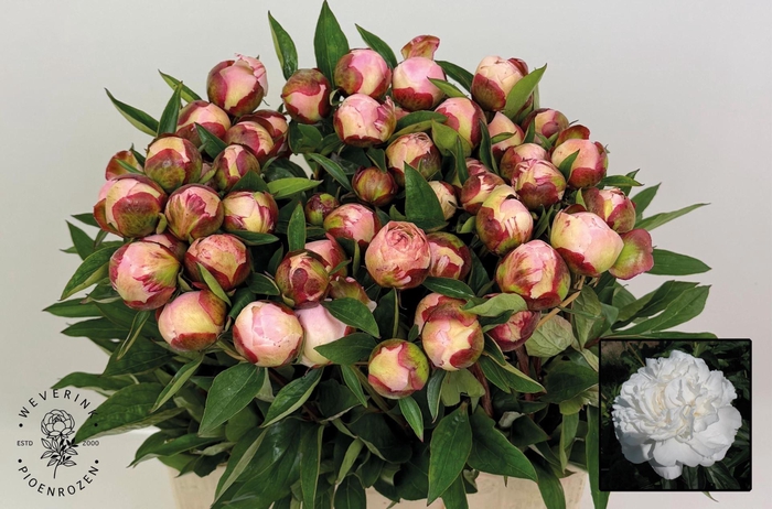<h4>PAEONIA GARDENIA</h4>