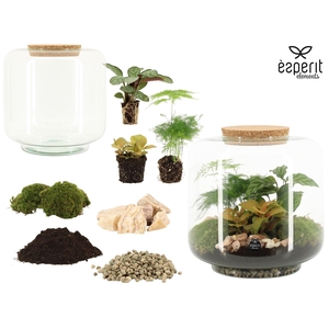 90862: DIY Terrarium arrangement