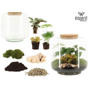 90862: DIY Terrarium arrangement