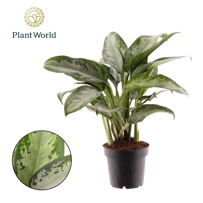 <h4>Aglaonema Jubilee</h4>